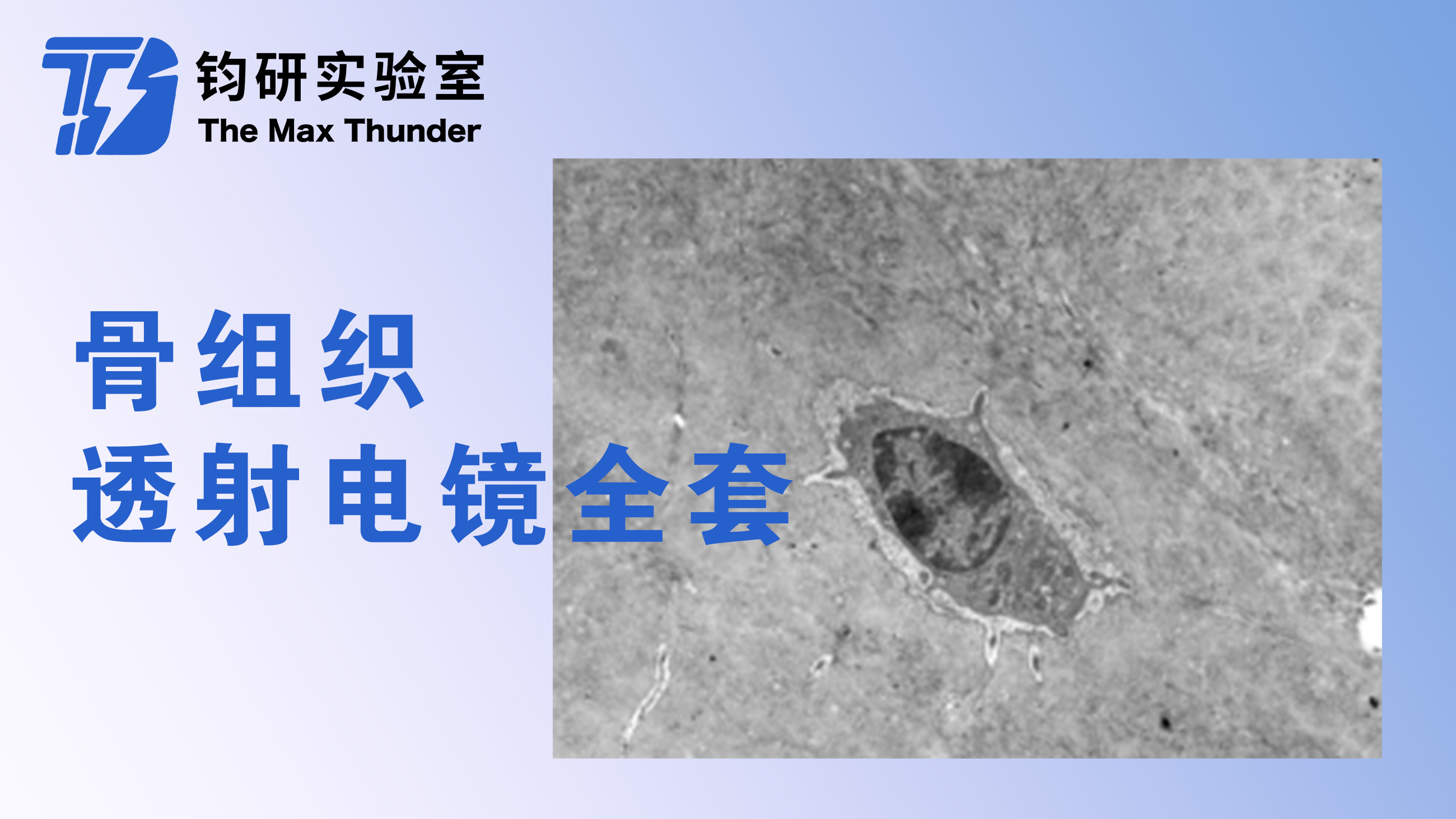 骨组织透射电镜全套