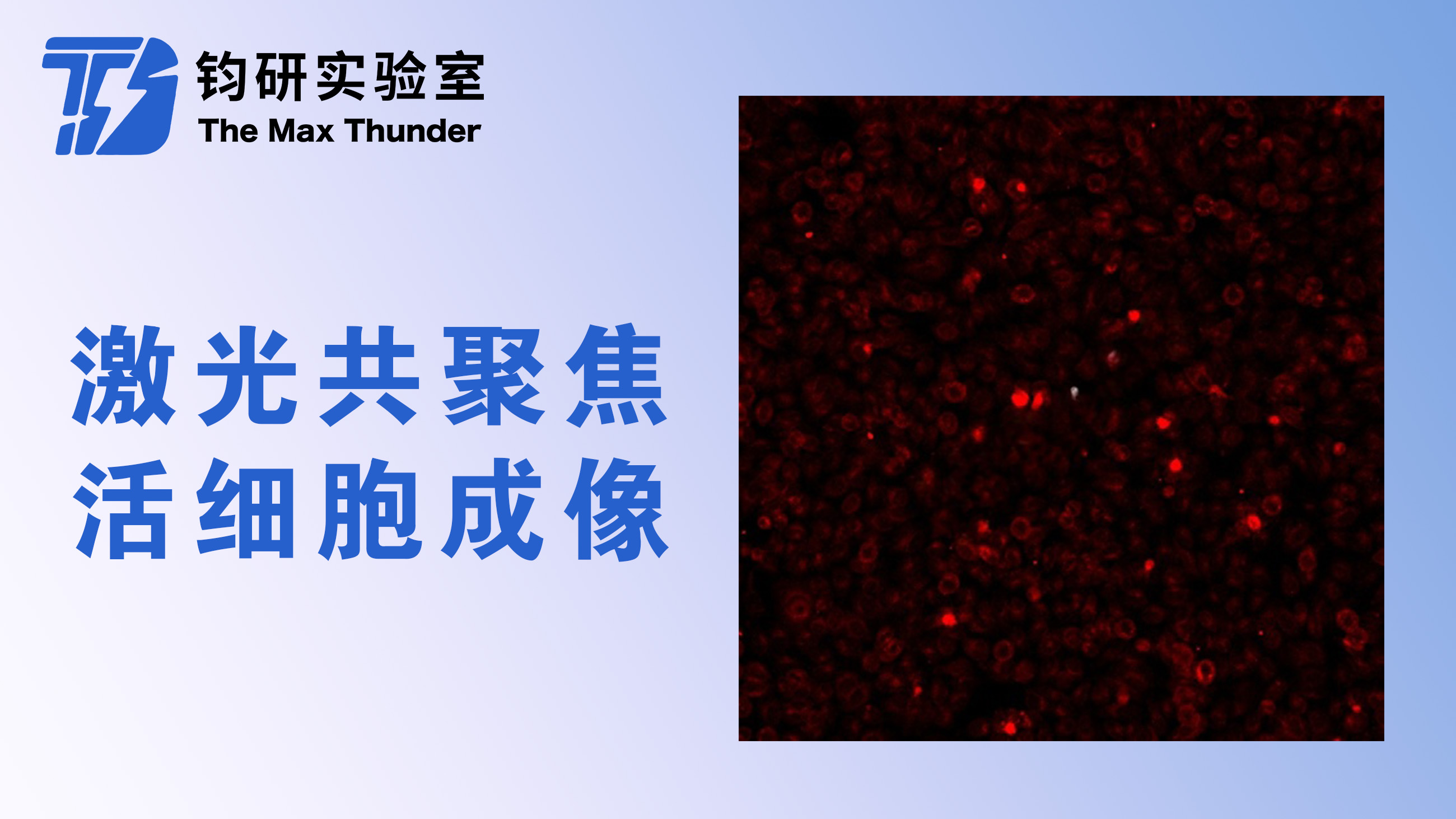 激光共聚焦活细胞成像