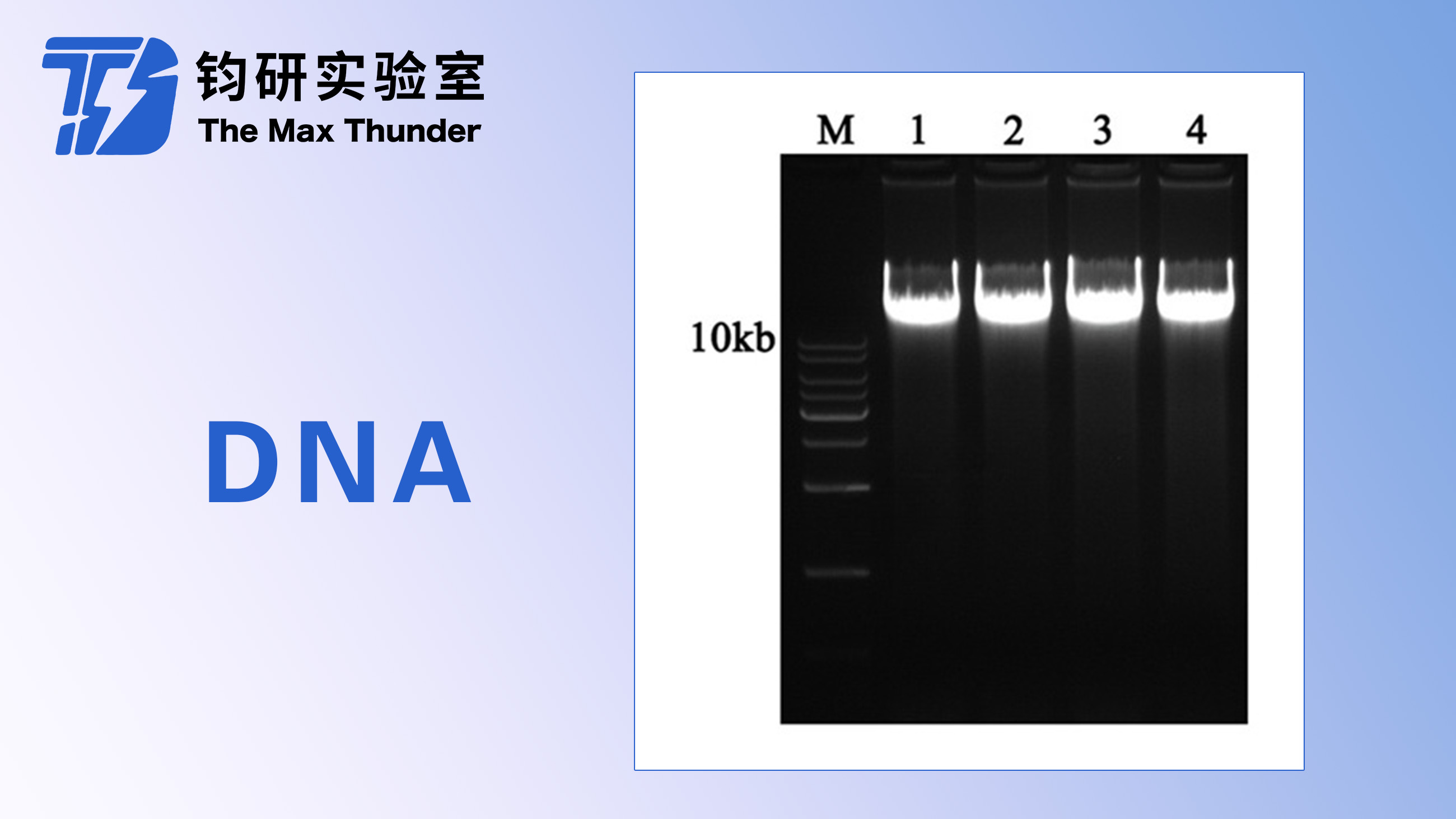 DNA