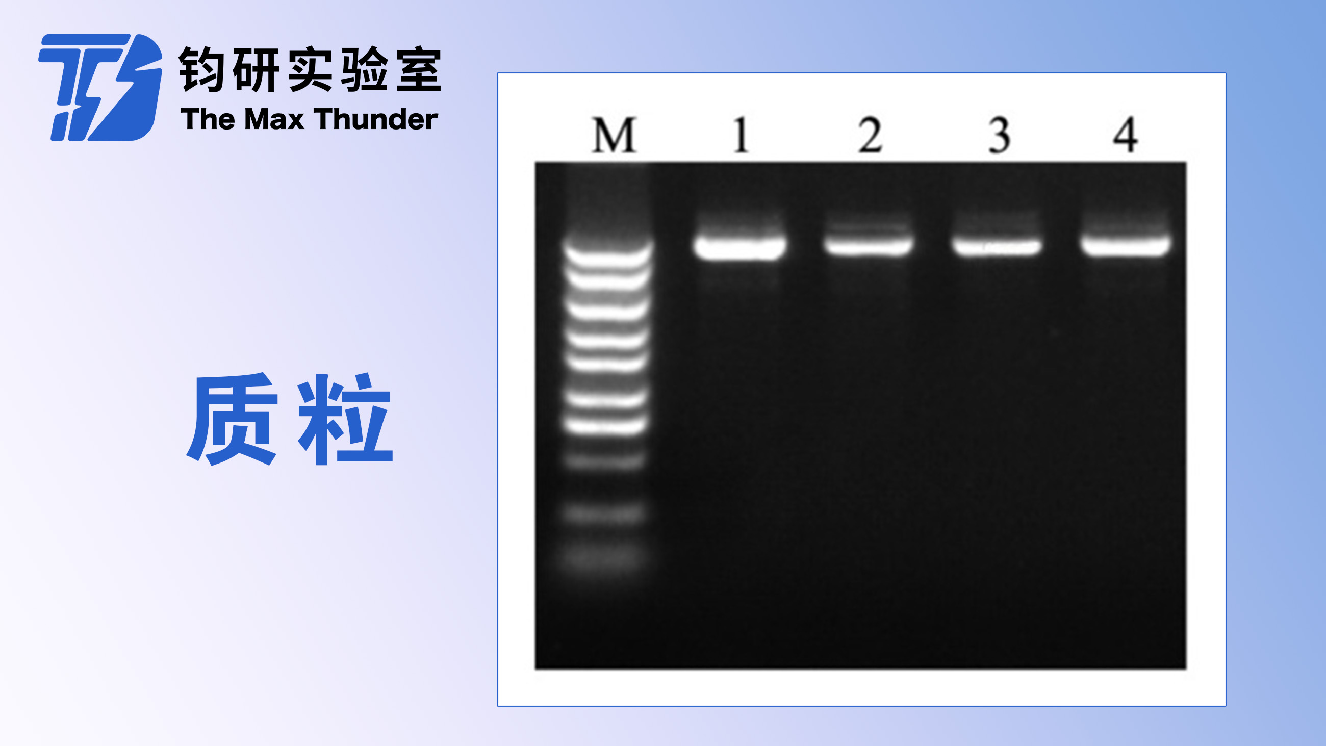 质粒