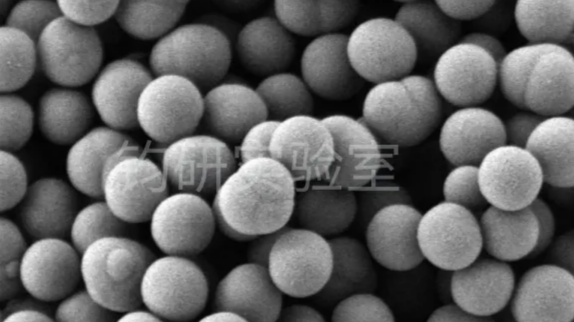 一文讲透!SEM 测试16 个细节帮你一次搞定发表级照片