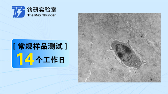 骨组织透射电镜全套
