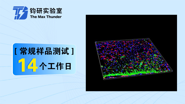 激光共聚焦3D成像