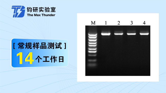 质粒