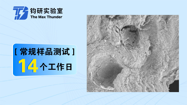 骨组织扫描电镜全套