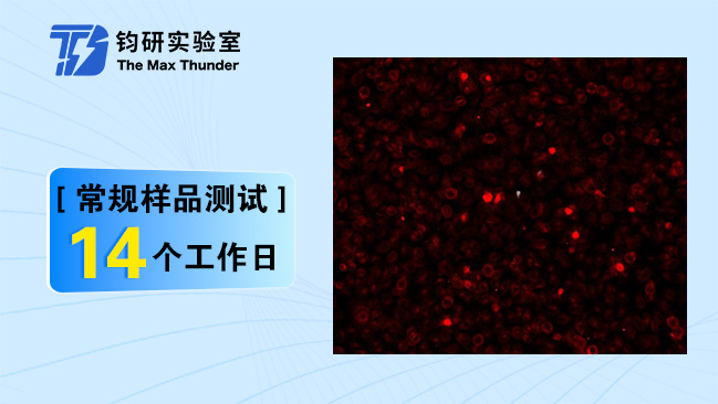 激光共聚焦活细胞成像