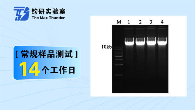 DNA