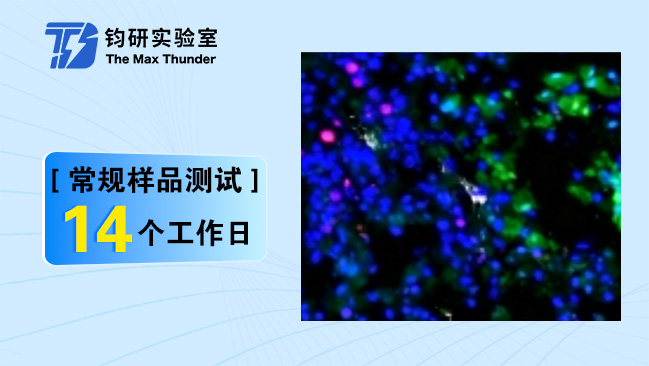 双自发光扫描全套
